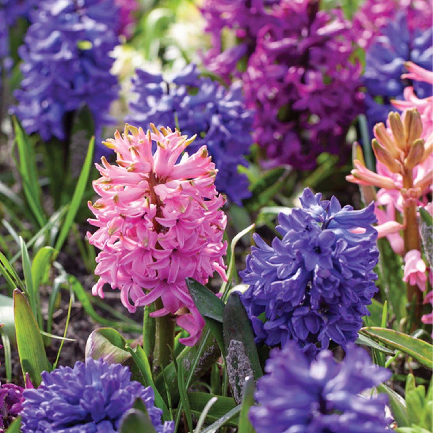 Sensation Mix Hyacinth Bulbs