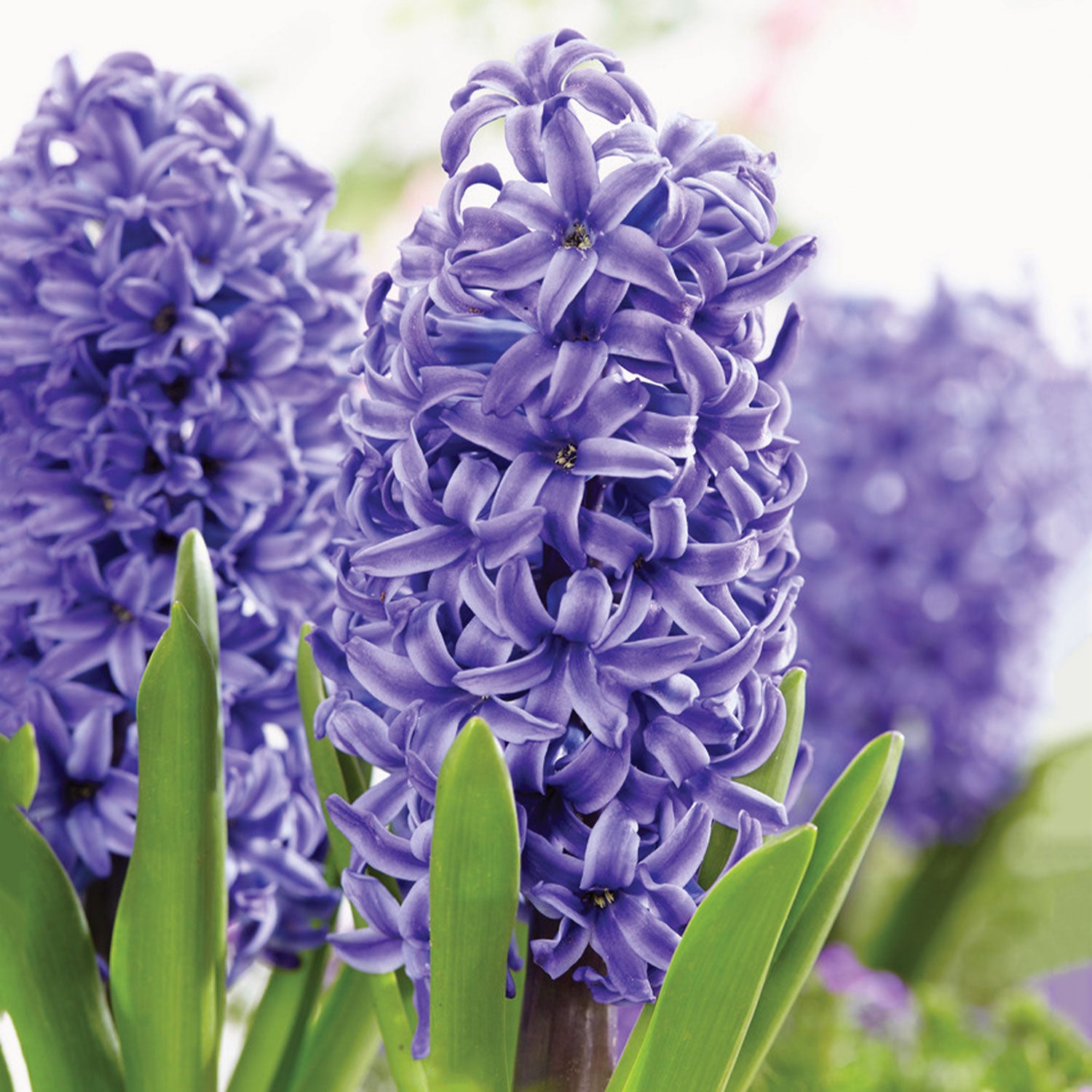 Blue Pearl Hyacinth Bulbs