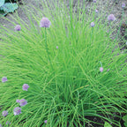 Dolores Chives