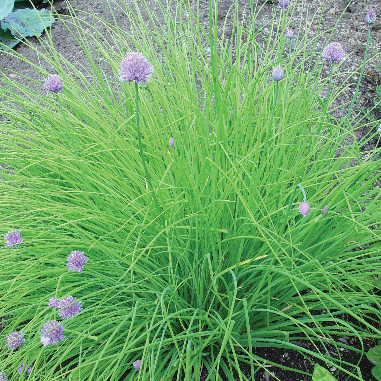 Dolores Chives