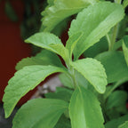 Sweet Leaf Stevia