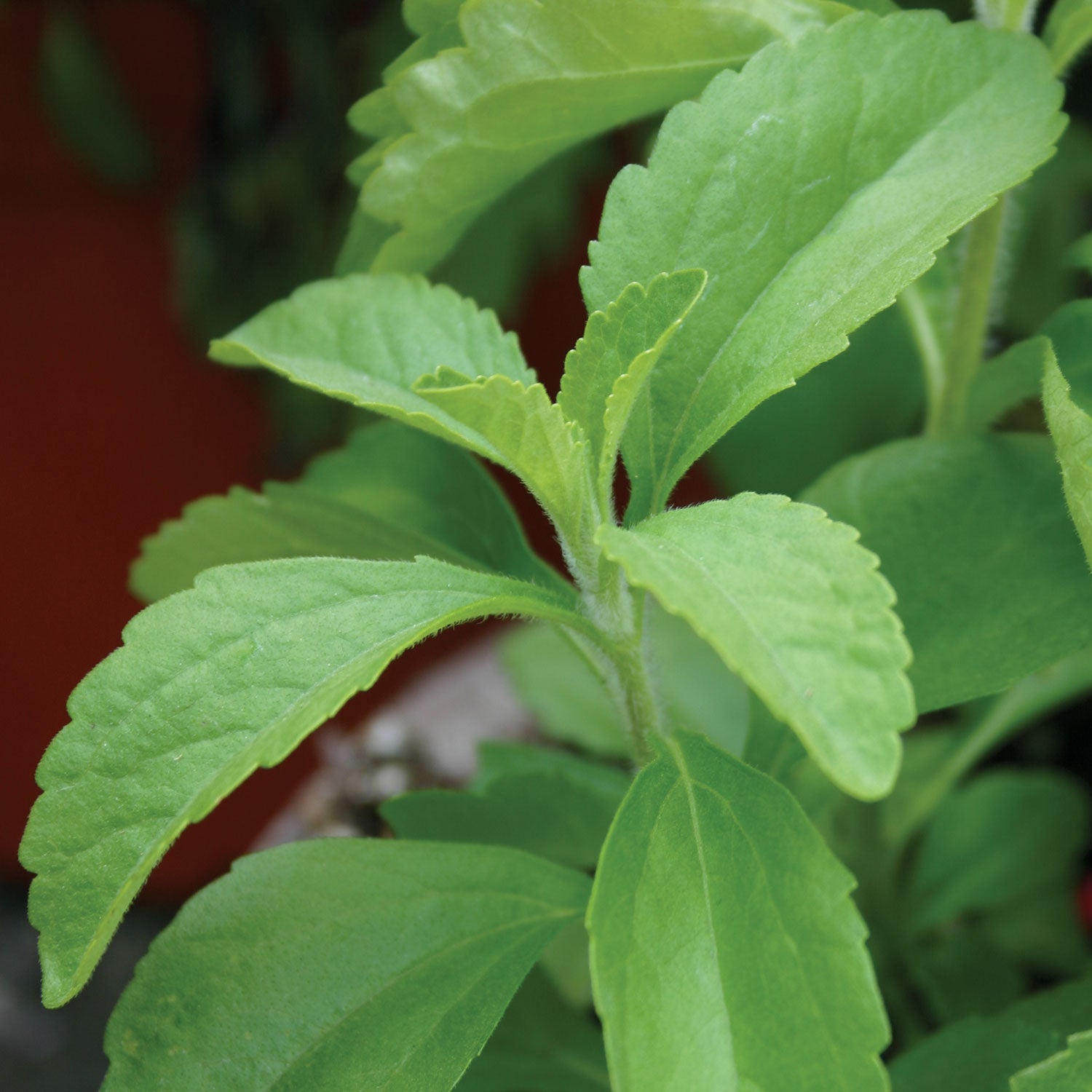 Sweet Leaf Stevia