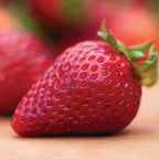 Seascape Strawberry Bare Roots