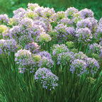 Pink Moon Allium