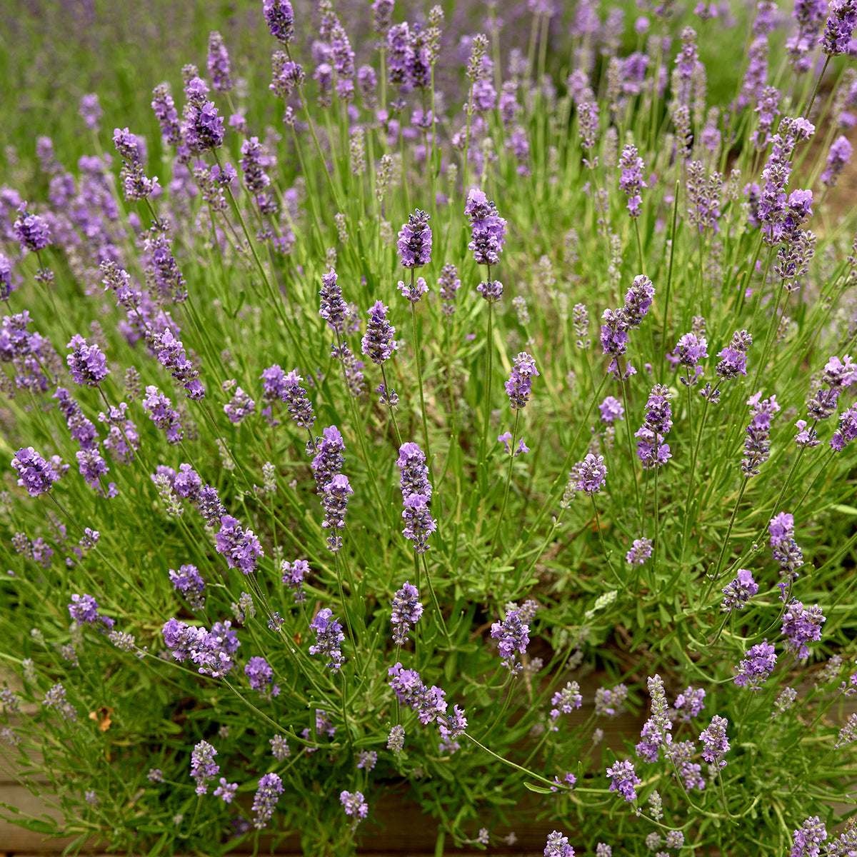Munstead Lavender