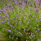 Munstead Lavender