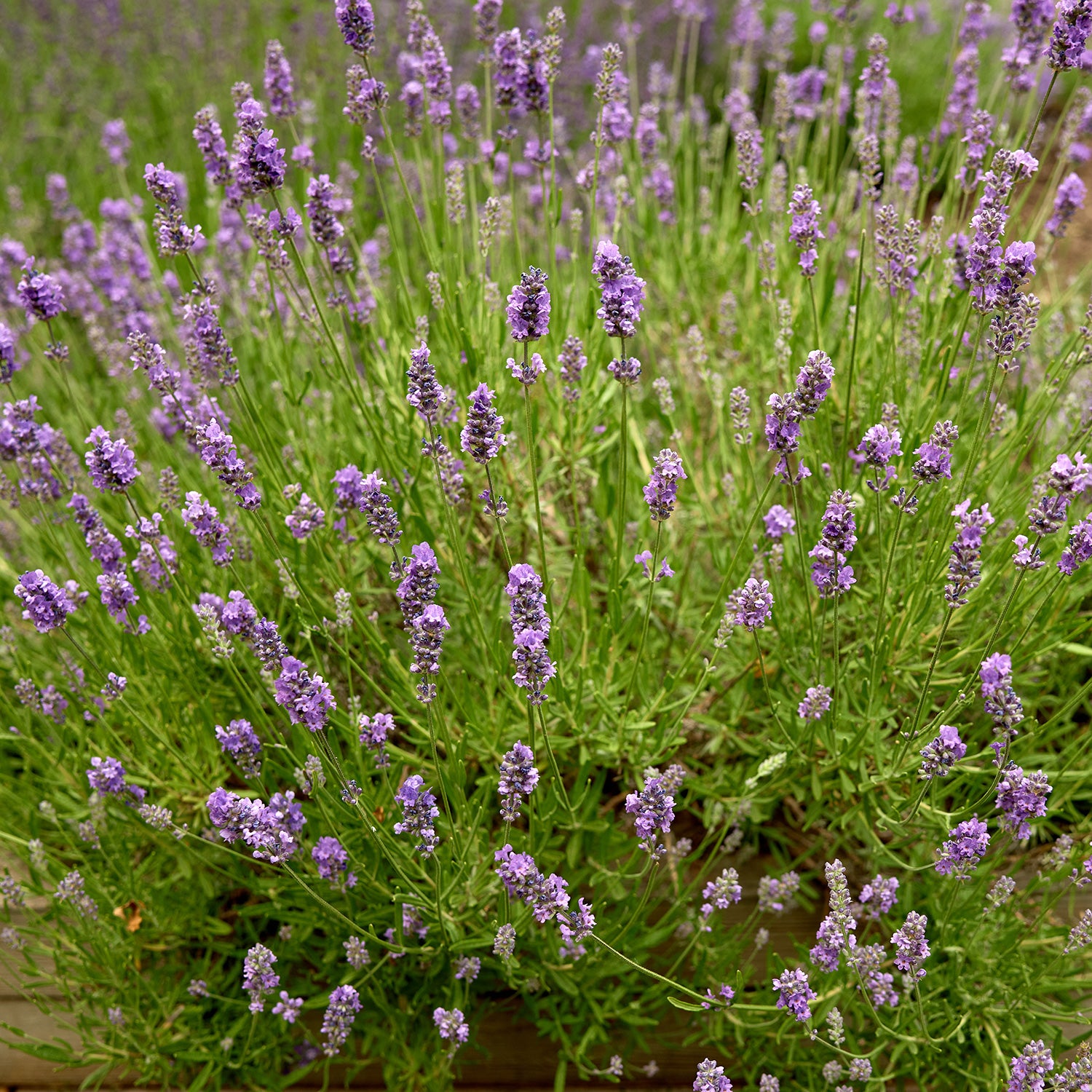 Munstead Lavender
