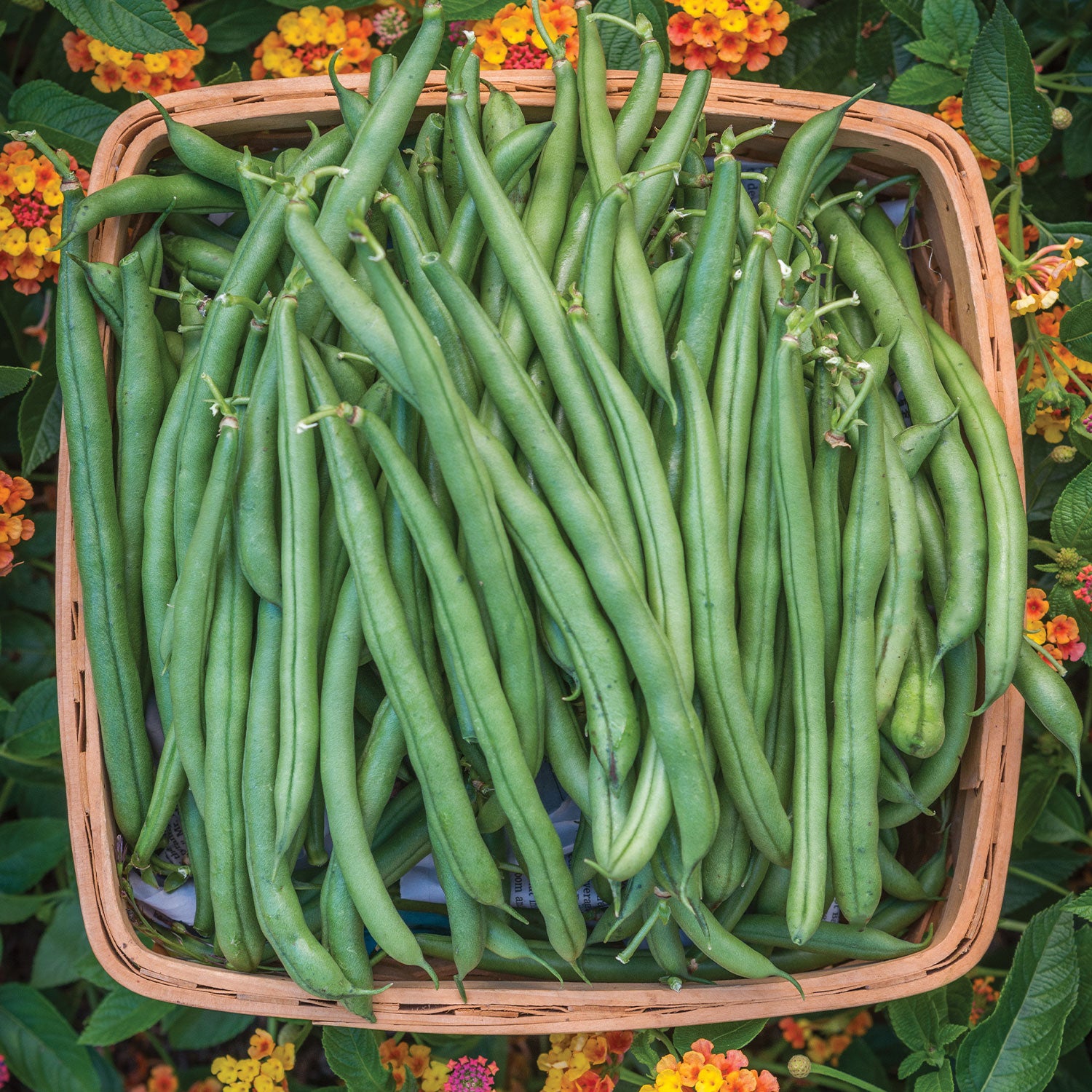 Seychelles Pole Bean