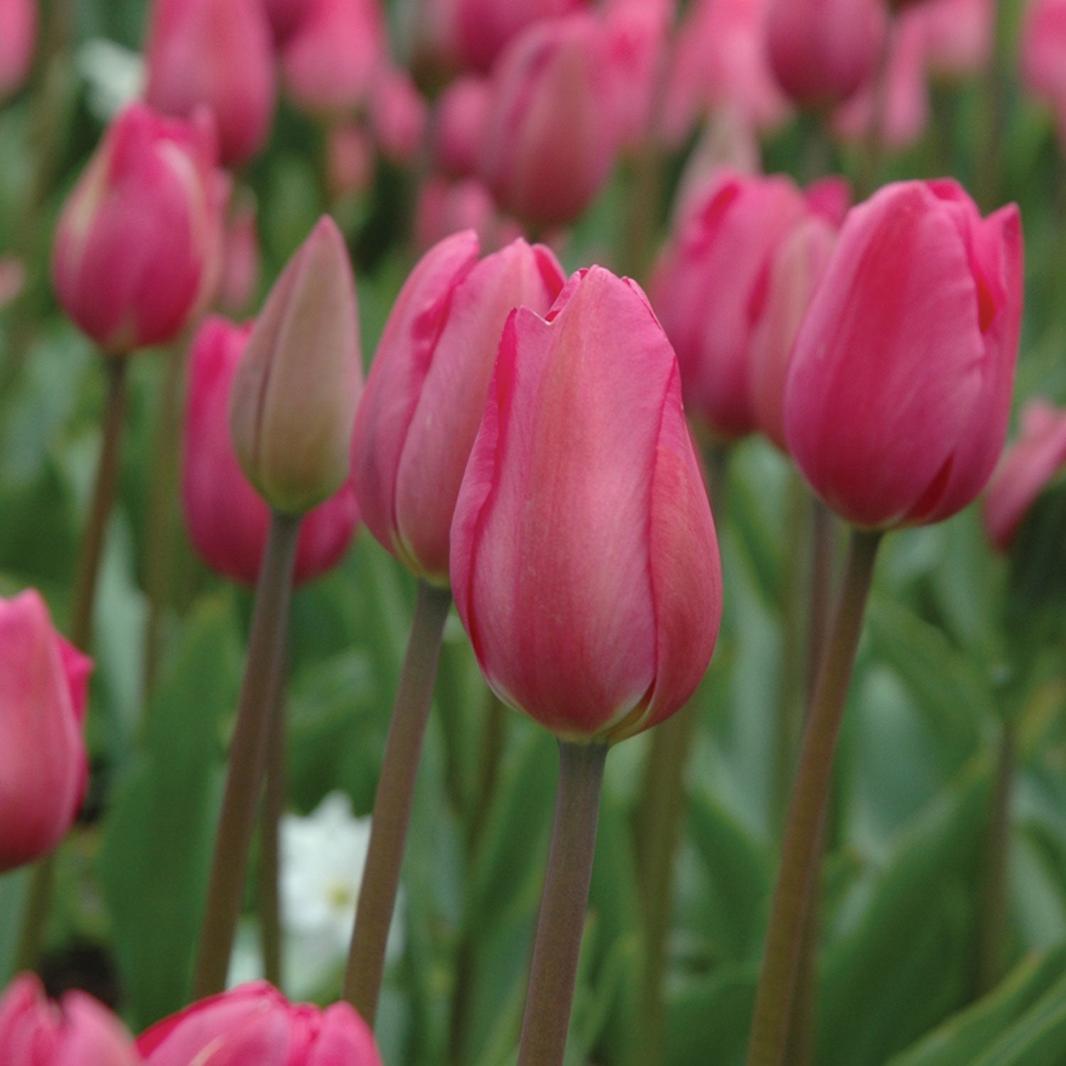 Don Quichotte Tulip Bulbs