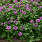 Freedom Verbena