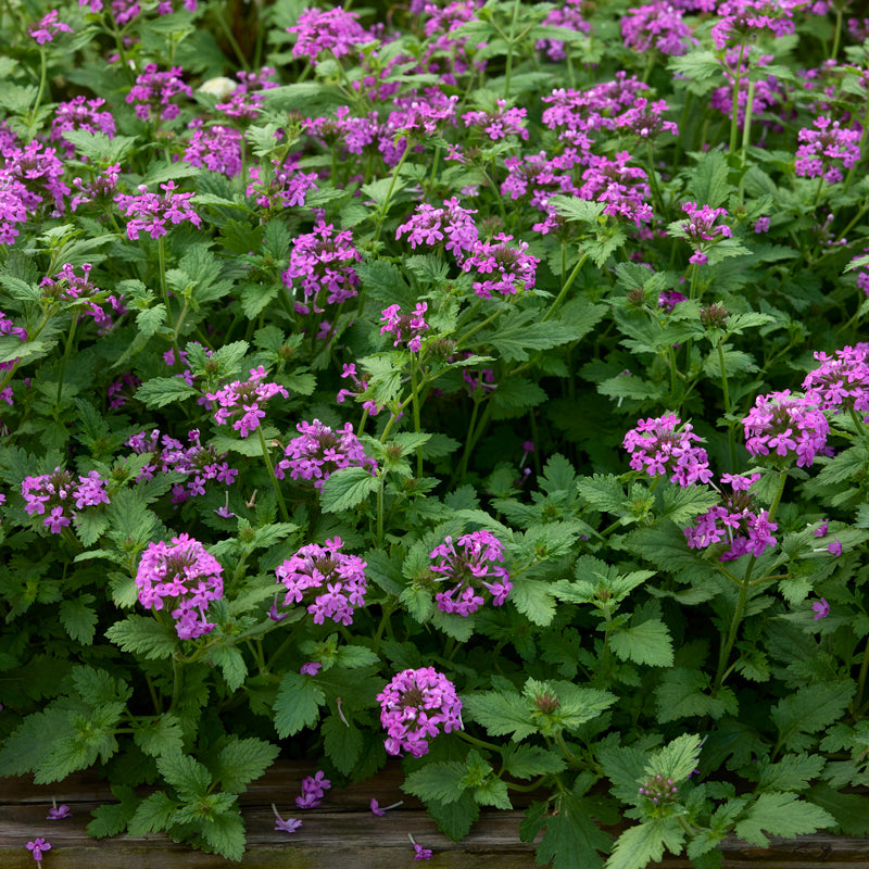 Freedom Verbena