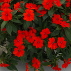 Sunpatiens Vigorous Red Impatiens