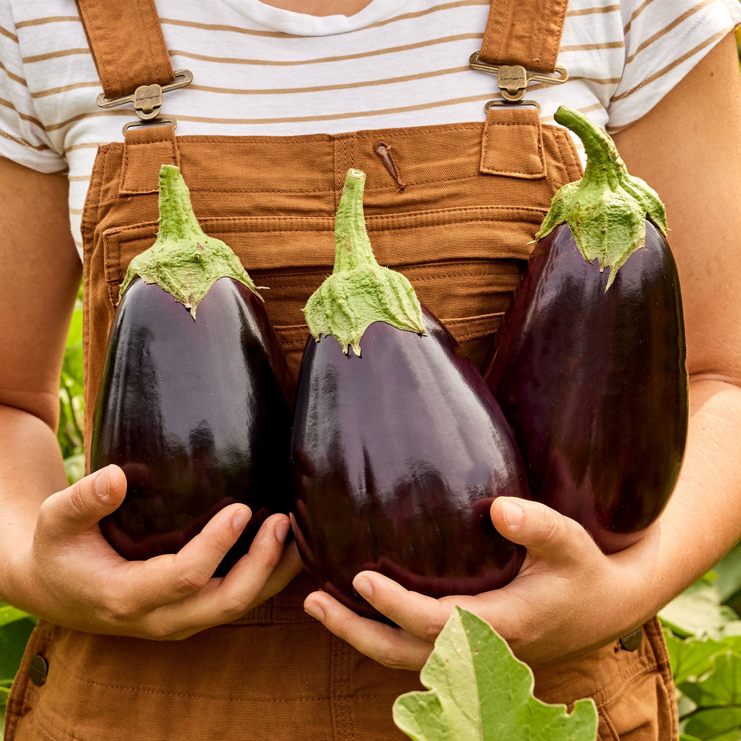 Black Beauty Eggplant