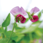 Purple Podded Pea