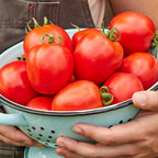Fresh Salsa Tomato