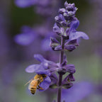 Big Blue Salvia