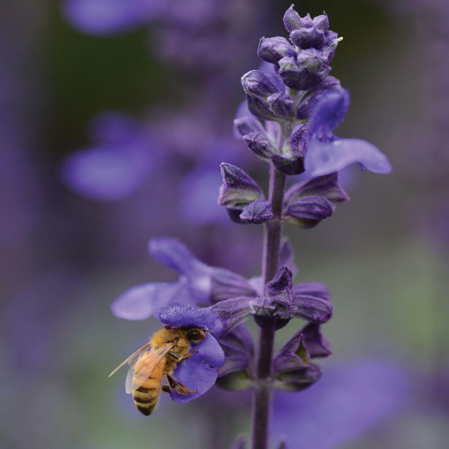 Big Blue Salvia