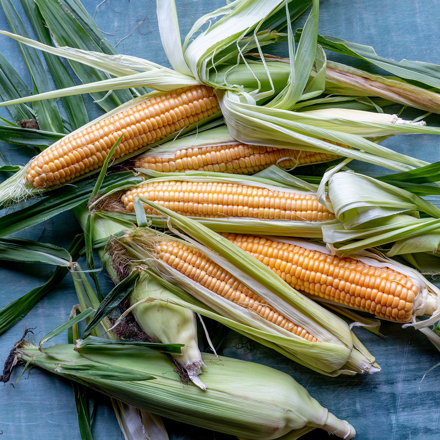 Golden Bantam Corn