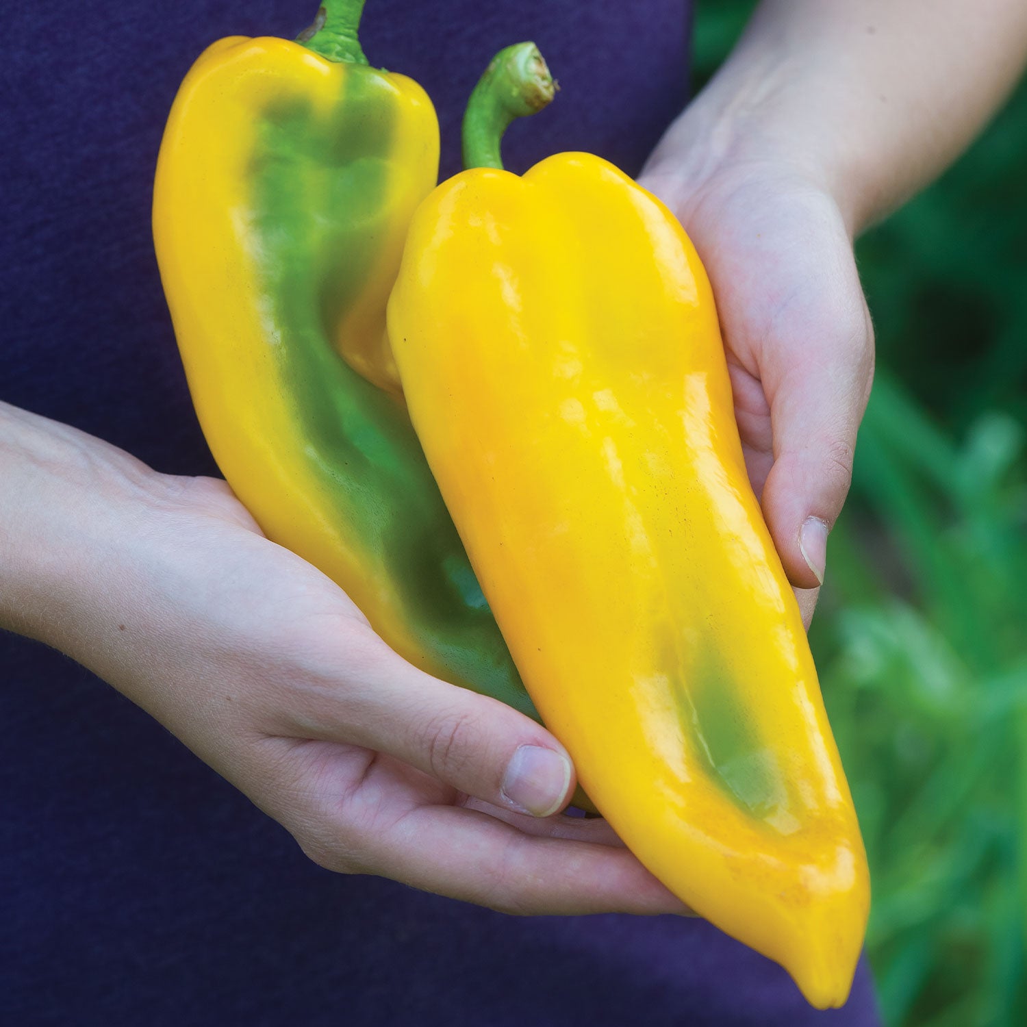 Big Daddy Sweet Pepper