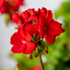 Big Red Geranium