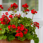 Big Red Geranium