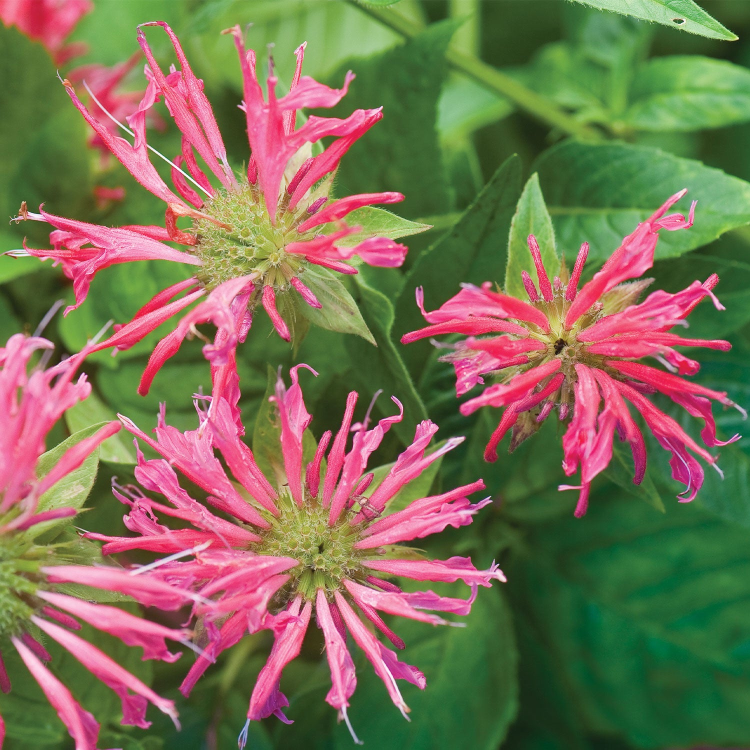 Coral Reef PPAF Monarda
