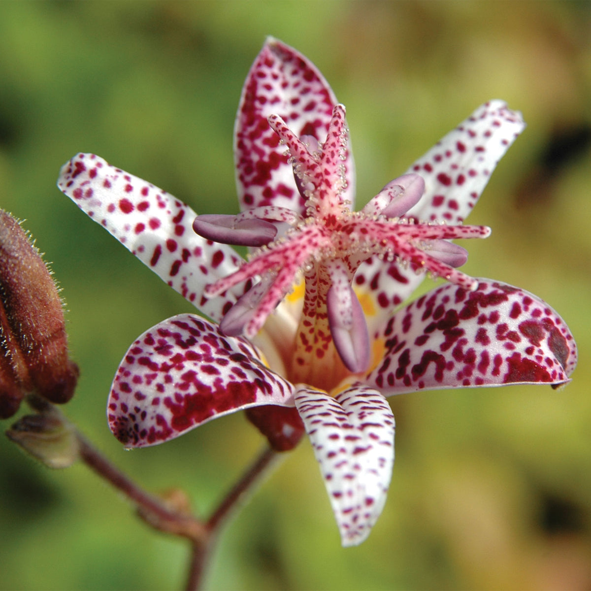 Formosana Tricyrtis Bare Root