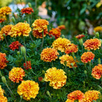 Strawberry Blonde Marigold
