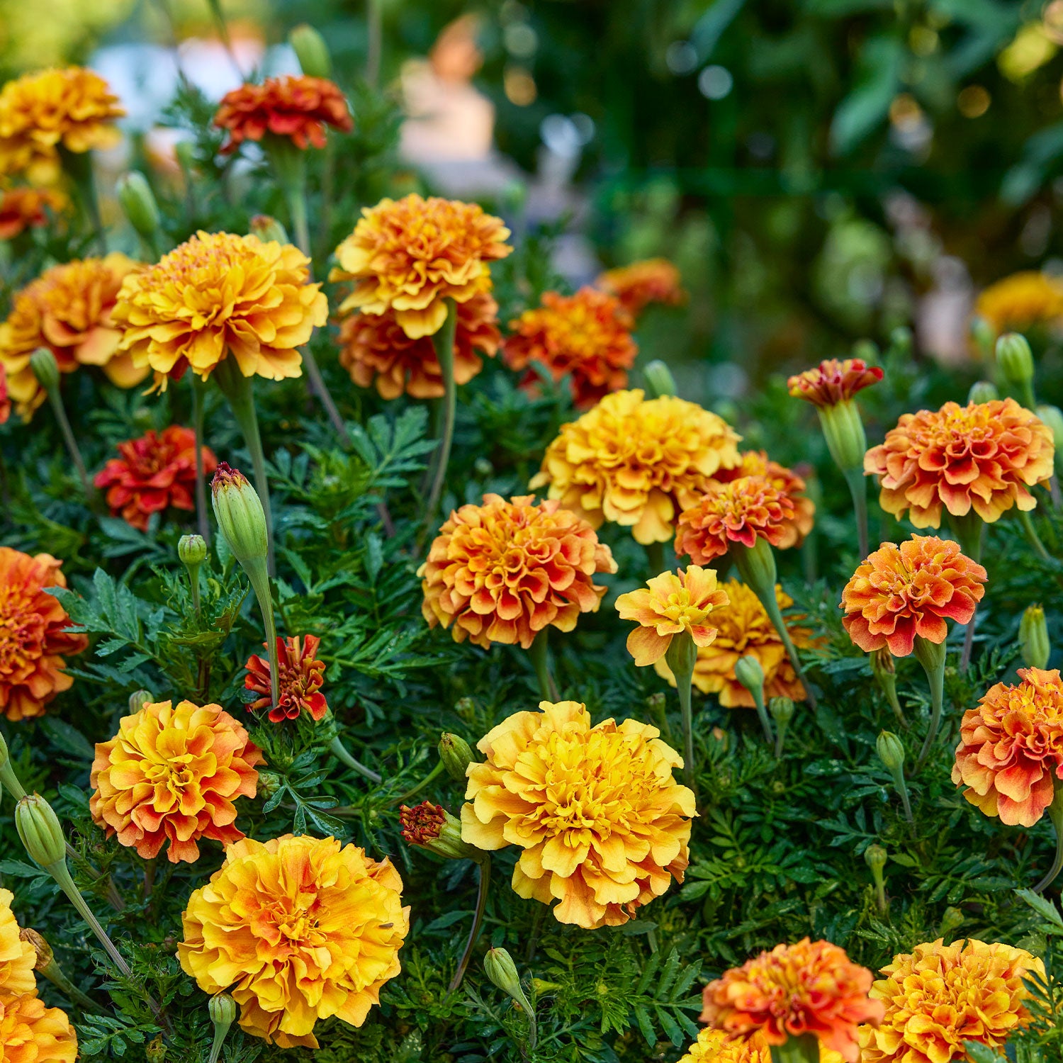 Strawberry Blonde Marigold