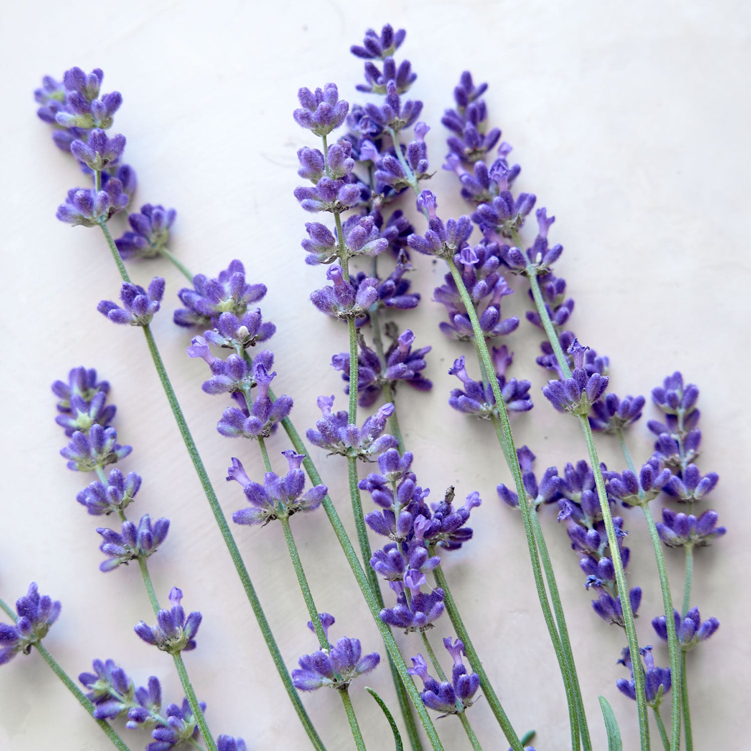 SuperBlue PPAF Lavender