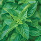 Pesto Party Basil
