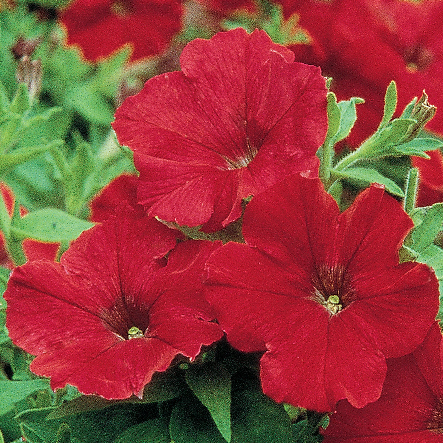 Supercascade Red Petunia