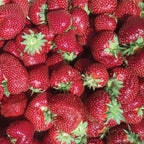 Flavorfest Strawberry Bare Roots