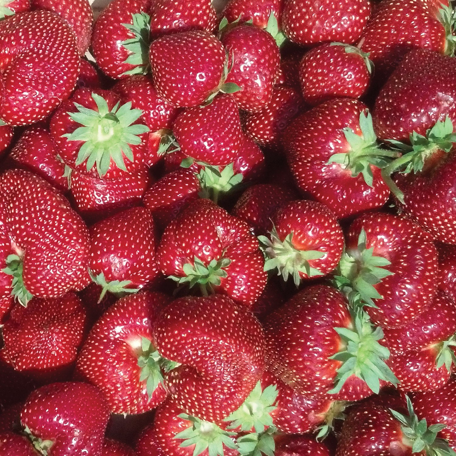 Flavorfest Strawberry Bare Roots