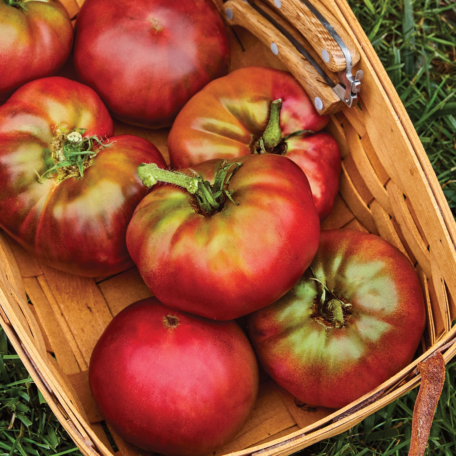 Black Krim Tomato