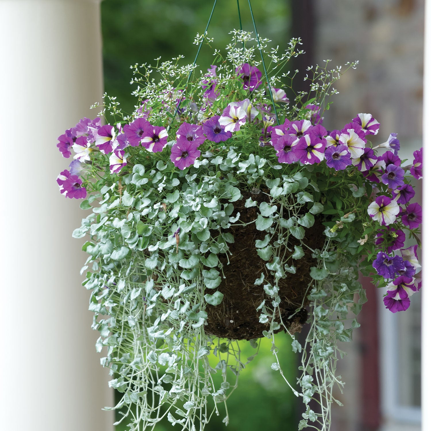 Silver Falls Dichondra