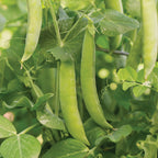 Maestro Pea