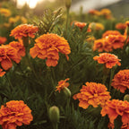 Endurance Orange Marigold