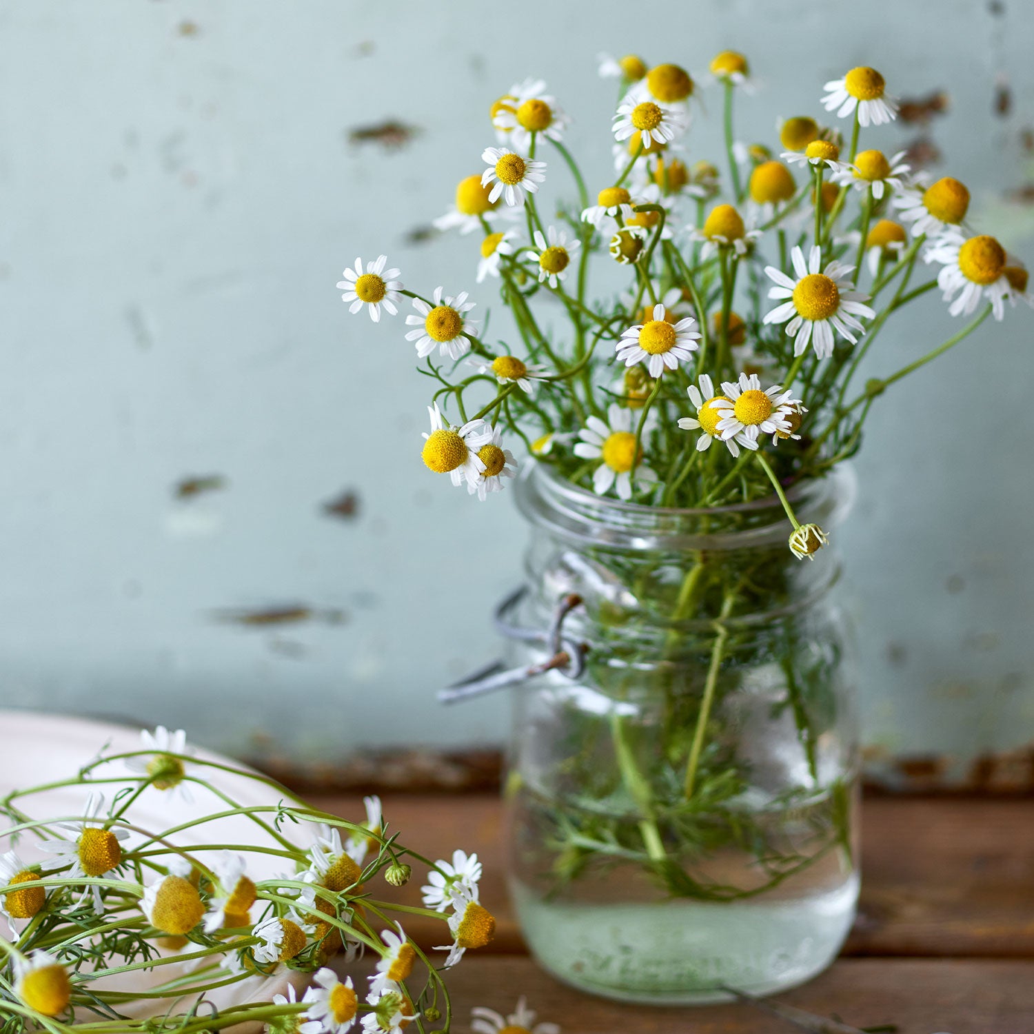 German Chamomile