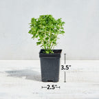 Lemon Balm