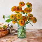 Solar Sisters™ Rudbeckia