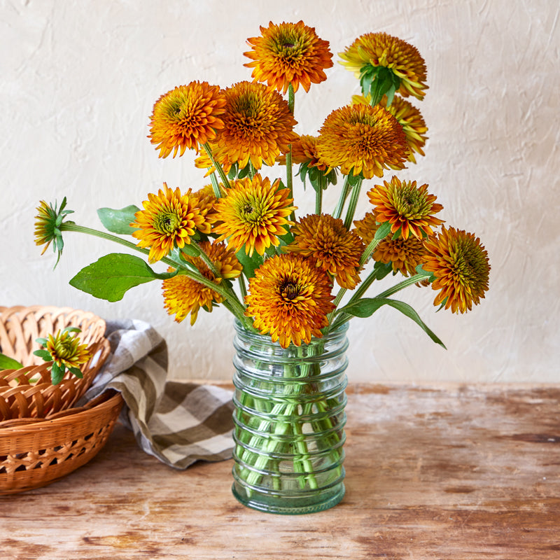 Solar Sisters™ Rudbeckia