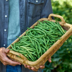 Blue Lake Superior Bush Bean