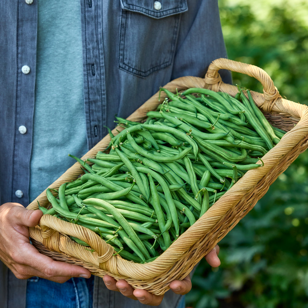 Blue Lake Superior Bush Bean