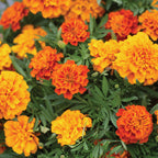 Triple Treat Marigold