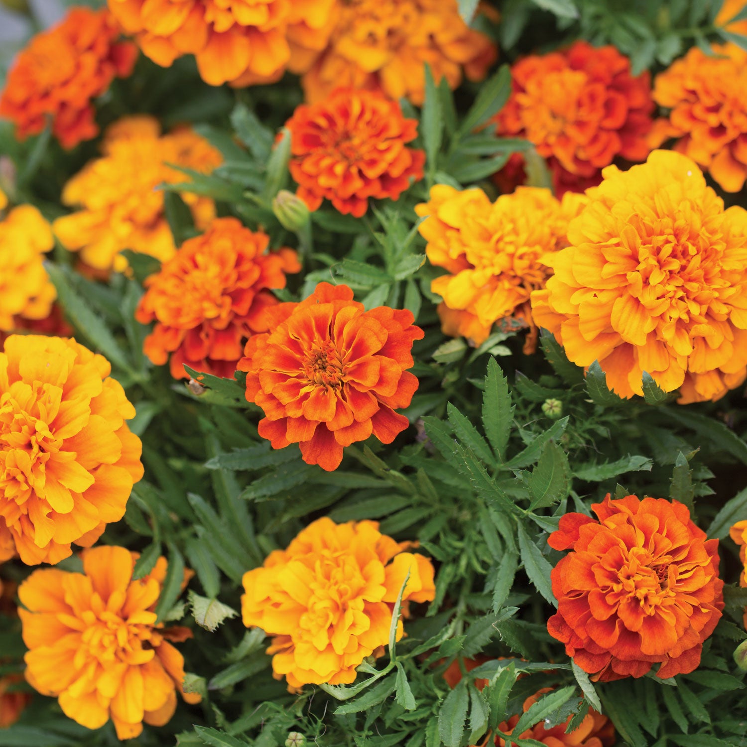 Triple Treat Marigold