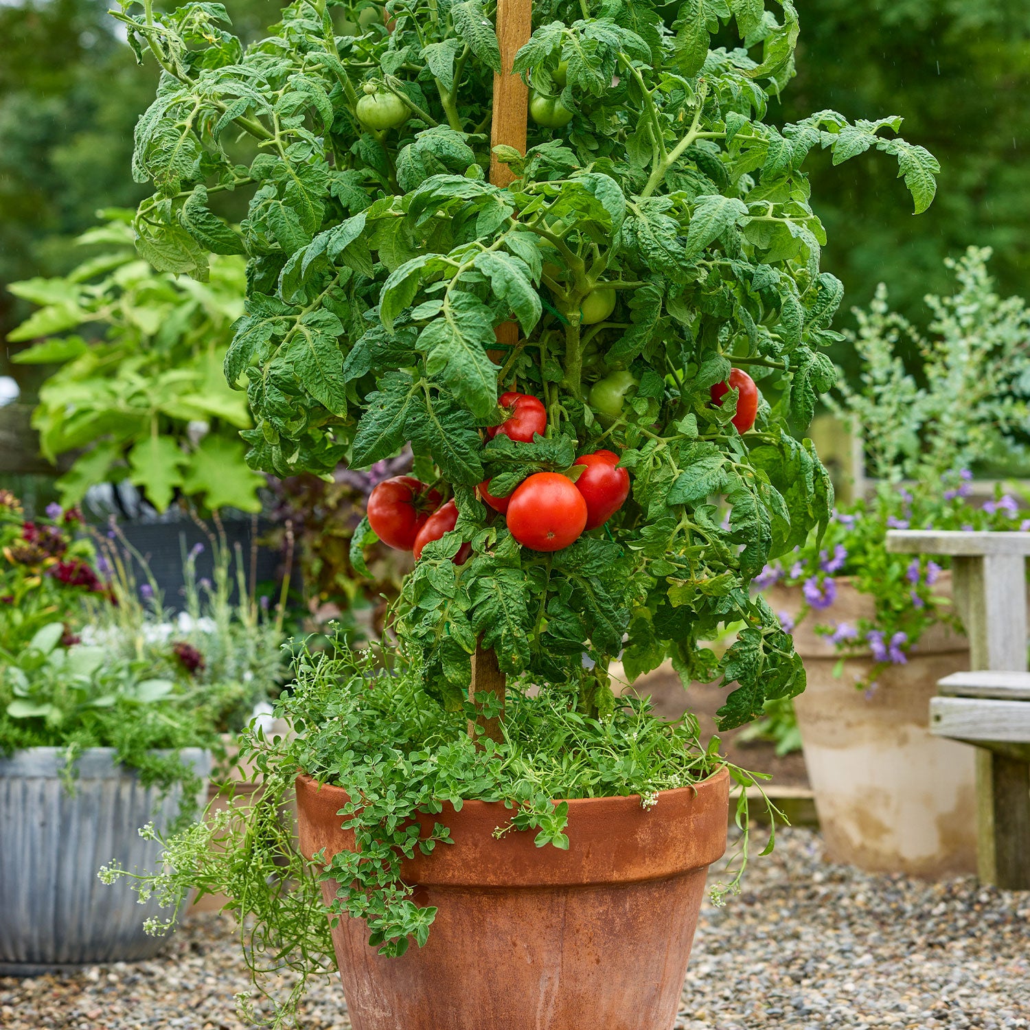 Quarter Century Tomato
