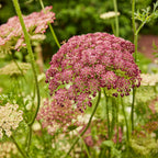 Dara Flowering Carrot (Daucus Carota)