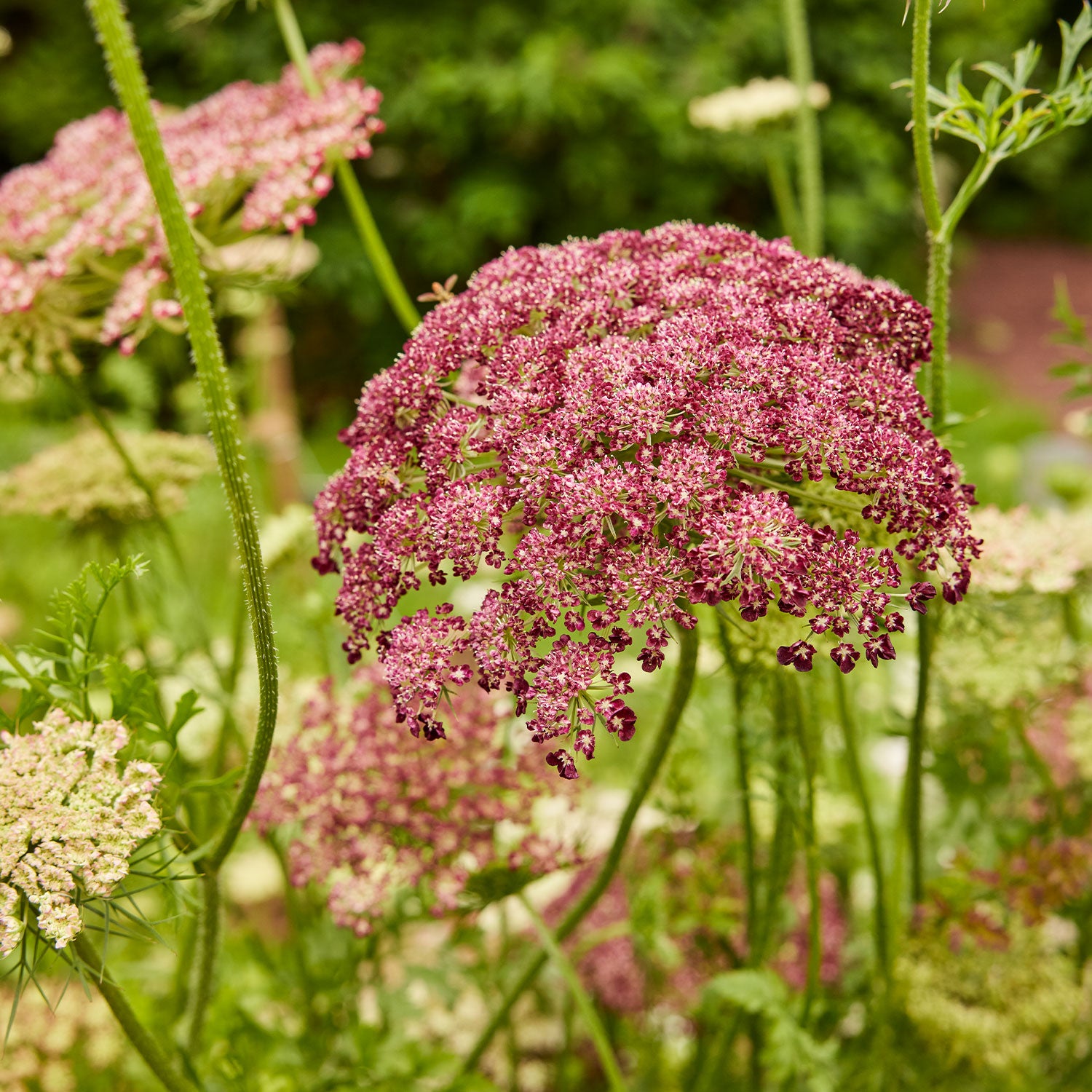 Dara Flowering Carrot (Daucus Carota)