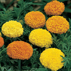 Climax Mixed Colors Marigold